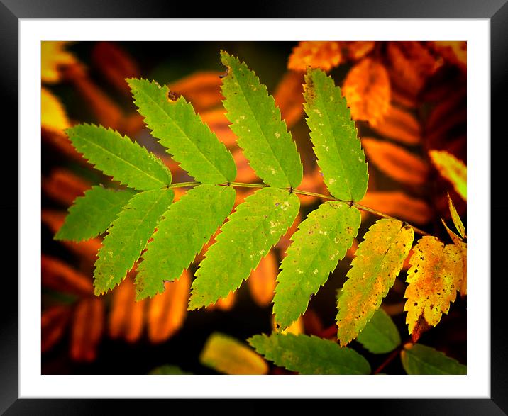Autumn Colours Framed Mounted Print by Jonathan Thirkell