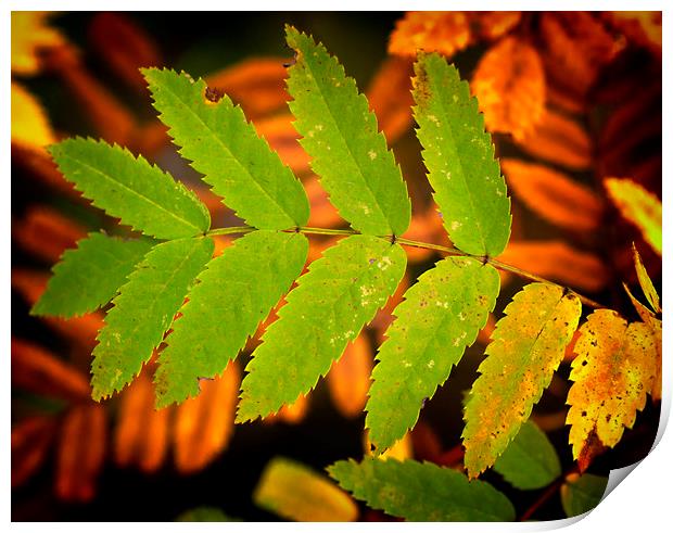 Autumn Colours Print by Jonathan Thirkell
