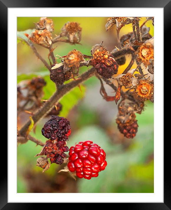 The Last Berry Framed Mounted Print by Jonathan Thirkell