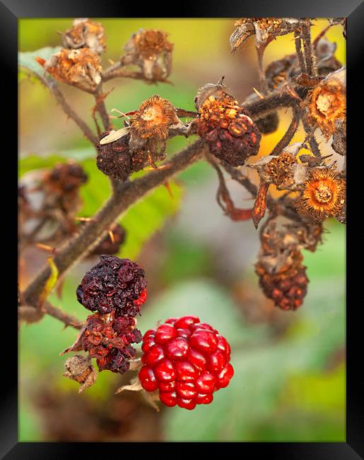 The Last Berry Framed Print by Jonathan Thirkell