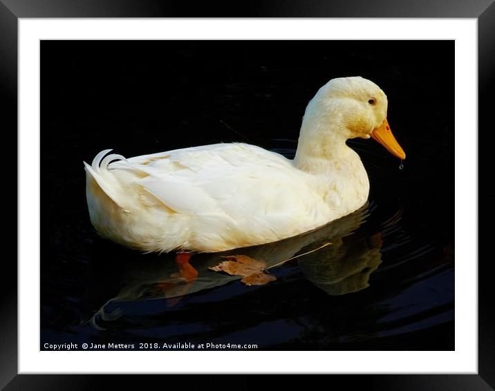 Gliding on the Water Framed Mounted Print by Jane Metters