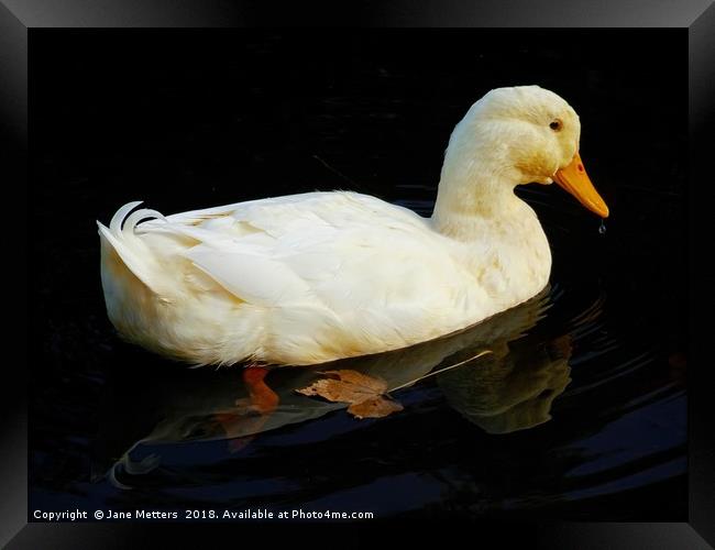 Gliding on the Water Framed Print by Jane Metters