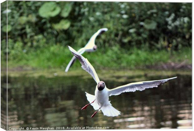 Black Head Gull In Flight At Morpeth Canvas Print by Kevin Maughan
