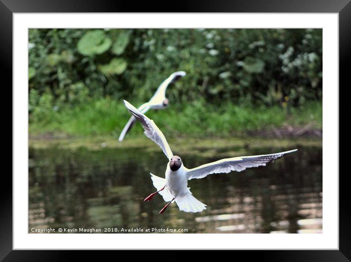 Black Head Gull In Flight At Morpeth Framed Mounted Print by Kevin Maughan
