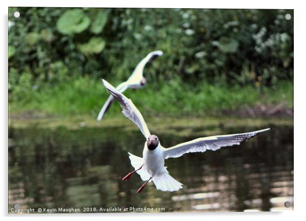 Black Head Gull In Flight At Morpeth Acrylic by Kevin Maughan