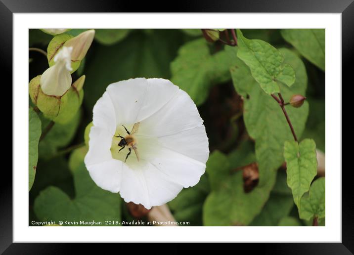 Wasp Inside Flower Framed Mounted Print by Kevin Maughan