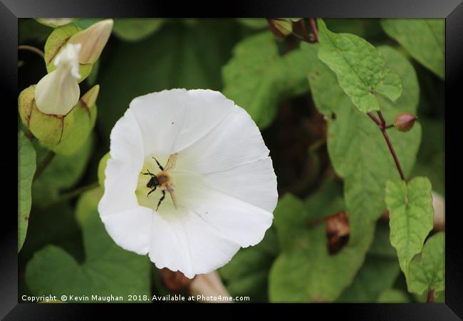 Wasp Inside Flower Framed Print by Kevin Maughan