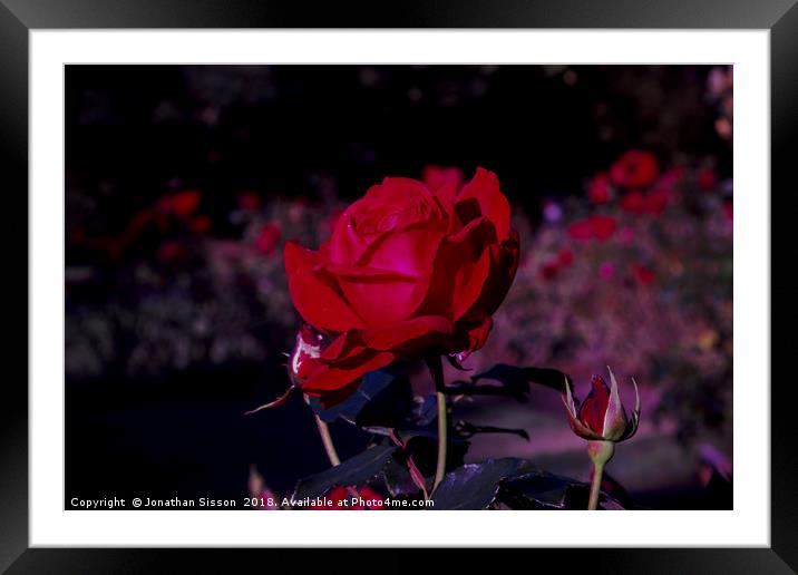 Red Rose of Lancashire Framed Mounted Print by Jonathan Sisson