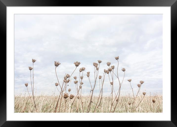 Wild Carrots Framed Mounted Print by Graham Custance