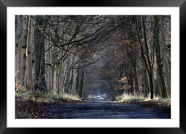 Forest Road Framed Mounted Print by Tony Bates