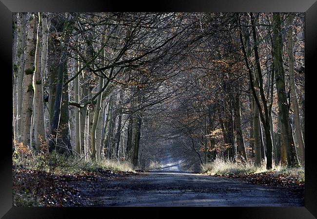 Forest Road Framed Print by Tony Bates