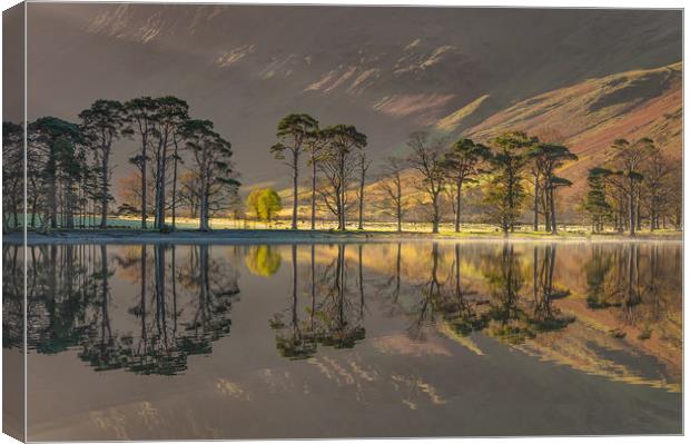 Buttermere Pines #2 Canvas Print by Paul Andrews