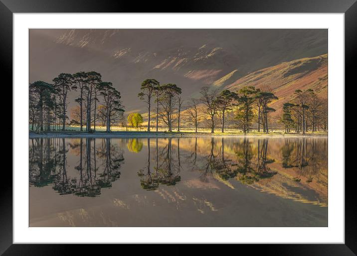 Buttermere Pines #2 Framed Mounted Print by Paul Andrews