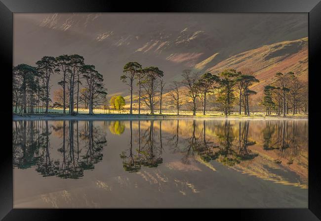 Buttermere Pines #2 Framed Print by Paul Andrews