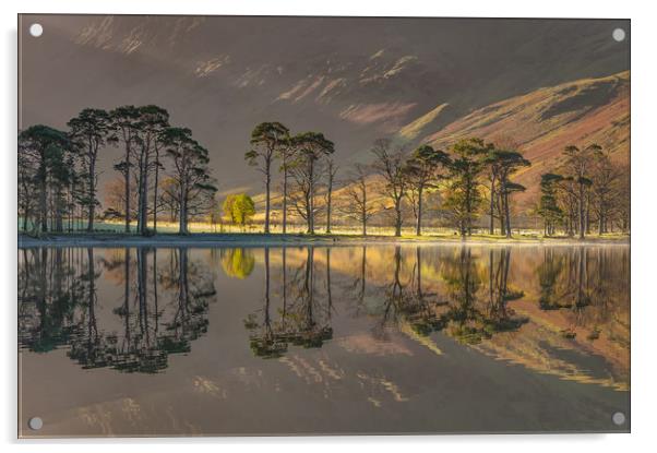 Buttermere Pines #2 Acrylic by Paul Andrews
