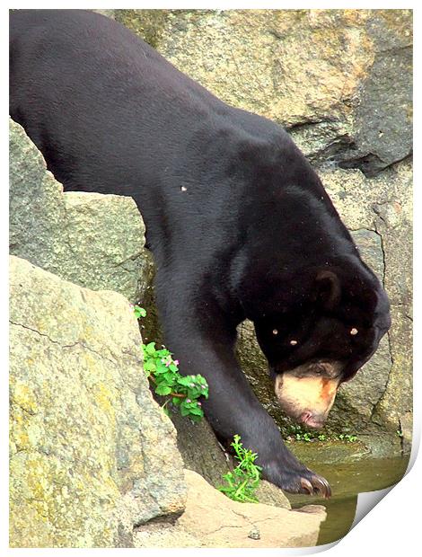 Sun Bear Print by Zoe Anderson