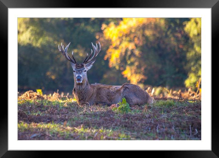 Stag buck with antlers autumn season Framed Mounted Print by Steve Mantell