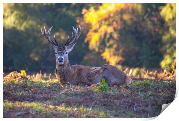 Stag buck with antlers autumn season Print by Steve Mantell