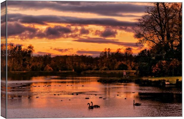 "Swans in the Sunset" Canvas Print by ROS RIDLEY