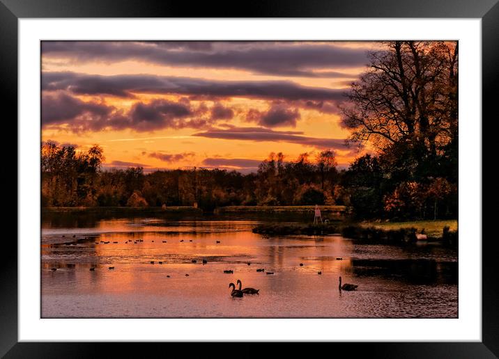 "Swans in the Sunset" Framed Mounted Print by ROS RIDLEY