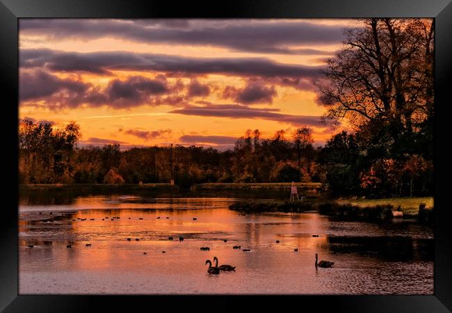 "Swans in the Sunset" Framed Print by ROS RIDLEY