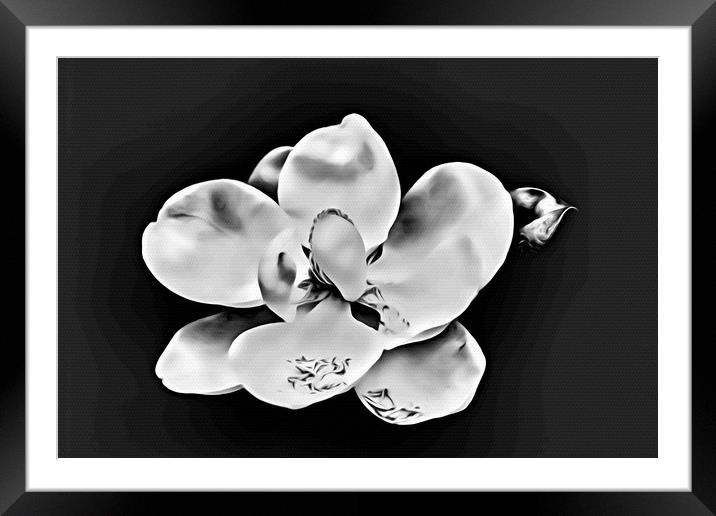 Magnolia Blossom on Black Framed Mounted Print by Darryl Brooks