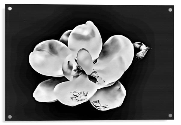 Magnolia Blossom on Black Acrylic by Darryl Brooks