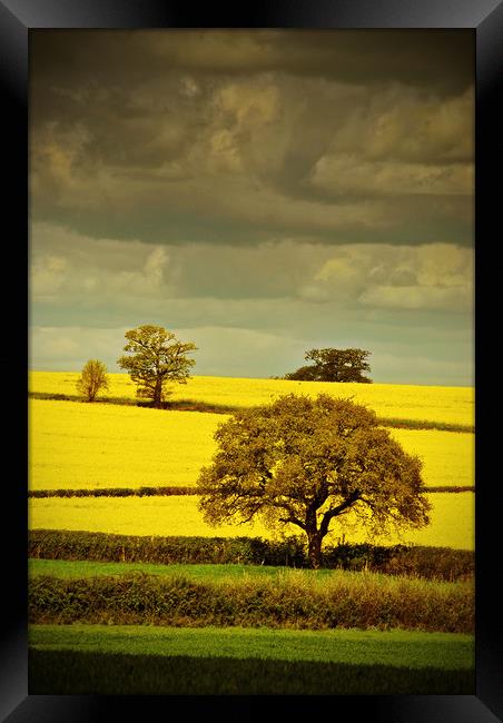 Golden Canola Fields Framed Print by Andy Evans Photos