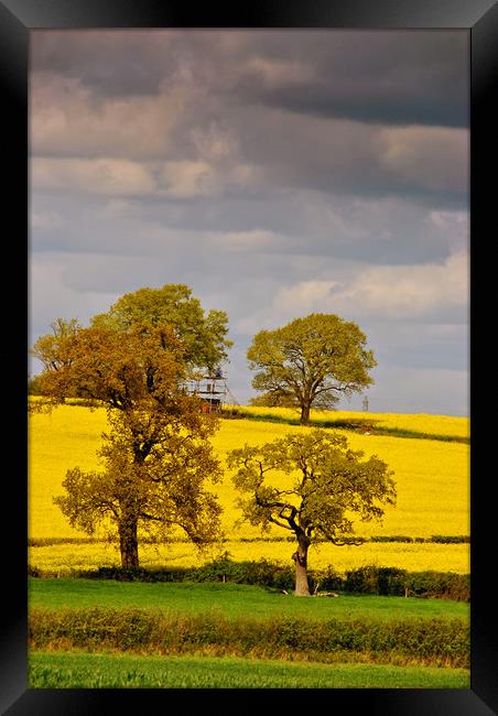 Golden Fields of Mortimer Framed Print by Andy Evans Photos