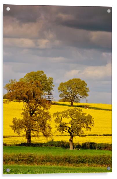 Golden Fields of Mortimer Acrylic by Andy Evans Photos