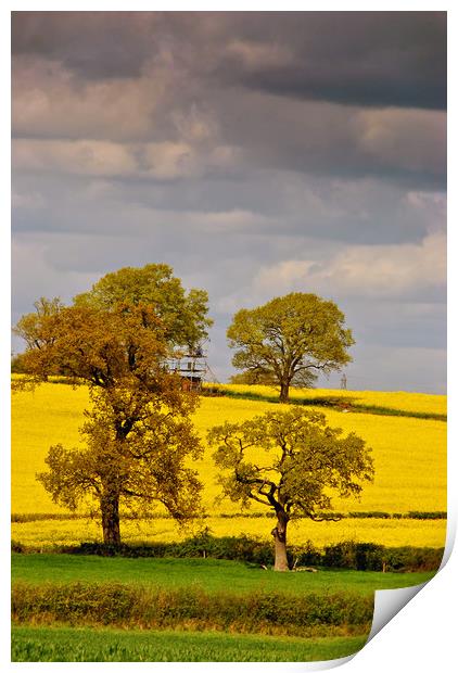 Golden Fields of Mortimer Print by Andy Evans Photos