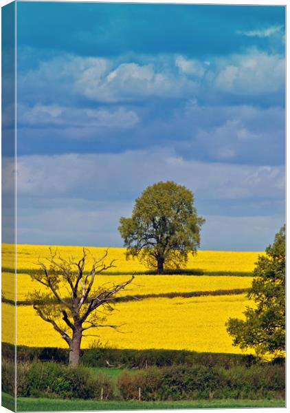 Golden Sea of Rapeseed Canvas Print by Andy Evans Photos