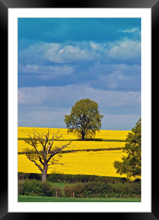 Golden Sea of Rapeseed Framed Mounted Print by Andy Evans Photos