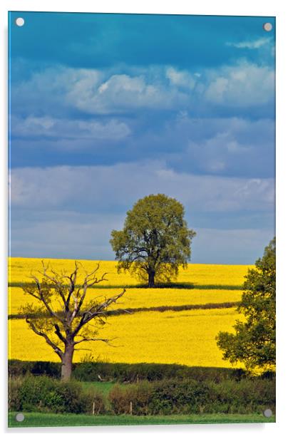 Golden Sea of Rapeseed Acrylic by Andy Evans Photos