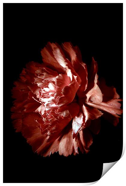 Carnation Print by Doug McRae