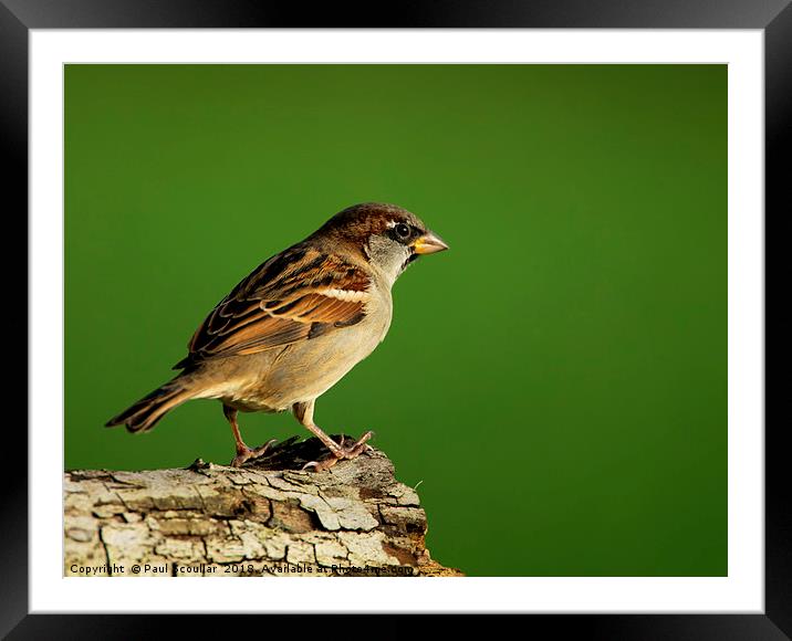 House Sparrow Framed Mounted Print by Paul Scoullar