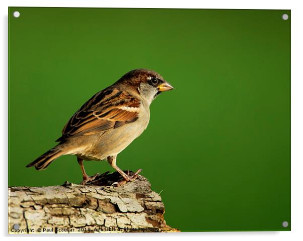 House Sparrow Acrylic by Paul Scoullar