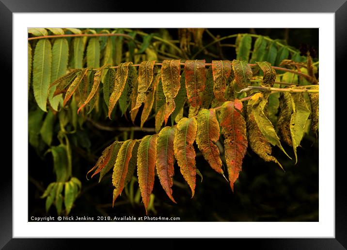 Stags Horn Sumac Autumn Leaves Framed Mounted Print by Nick Jenkins