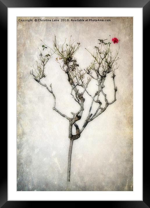 The Last Bloom Framed Mounted Print by Christine Lake