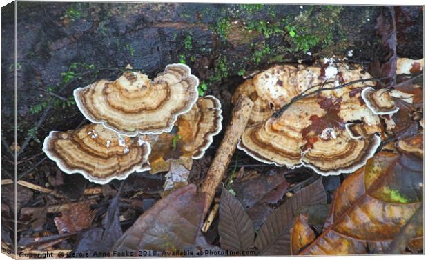 Bracket Fungus Canvas Print by Carole-Anne Fooks