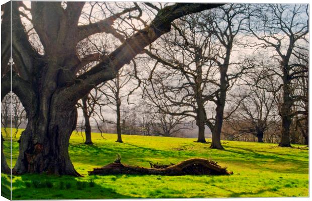 Old Tree at The Vyne Sherborne St John Canvas Print by Andy Evans Photos