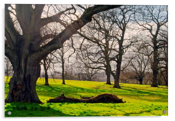 Old Tree at The Vyne Sherborne St John Acrylic by Andy Evans Photos