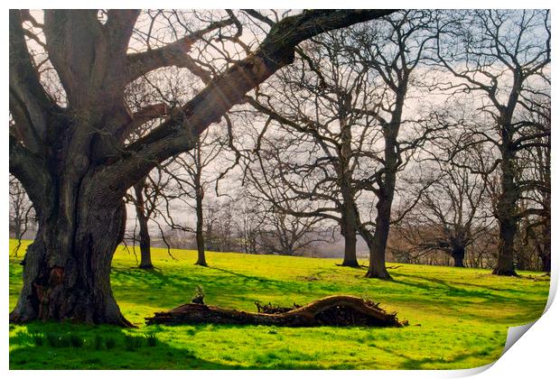 Old Tree at The Vyne Sherborne St John Print by Andy Evans Photos
