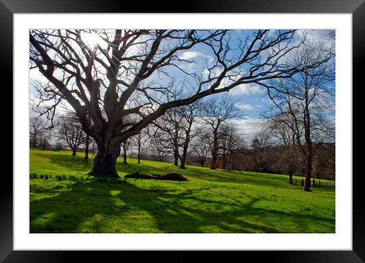 Old Tree at The Vyne Sherborne St John Framed Mounted Print by Andy Evans Photos