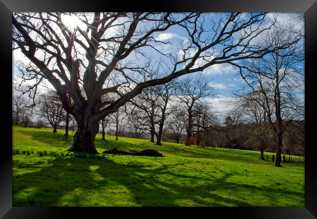 Old Tree at The Vyne Sherborne St John Framed Print by Andy Evans Photos
