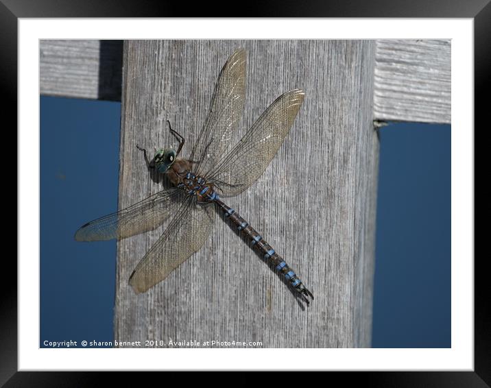 Dragonfly Framed Mounted Print by sharon bennett