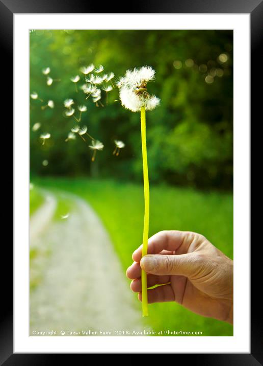 Blowing dandelion, she loves me, she loves me-not. Framed Mounted Print by Luisa Vallon Fumi