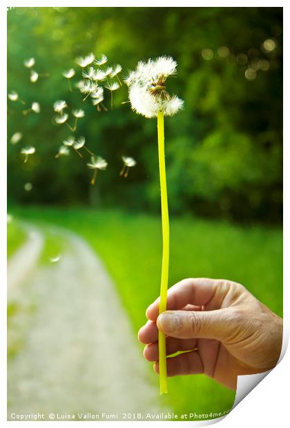Blowing dandelion, she loves me, she loves me-not. Print by Luisa Vallon Fumi