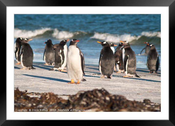 Penguins on the beach Framed Mounted Print by Steve Bishop