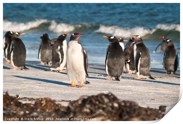 Penguins on the beach Print by Steve Bishop